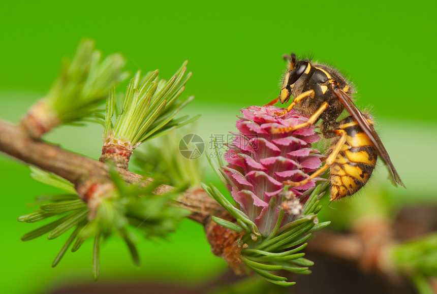 草花和黄蜂绿色植物群危险花粉动物女性针叶树棕色叶子昆虫图片