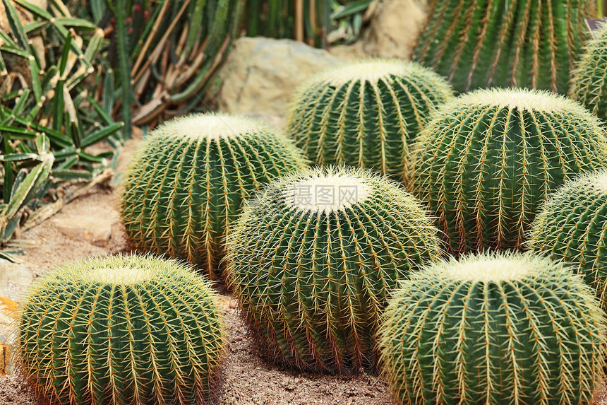 沙漠中的仙人掌园艺生长花园植物植物群异国植物学情调脊柱热带图片