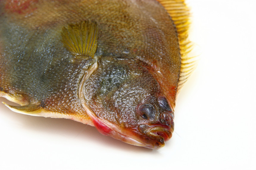 白色背景的鲜鱼钓鱼美食海洋海鲜市场宏观营养生活身体眼睛皮肤图片