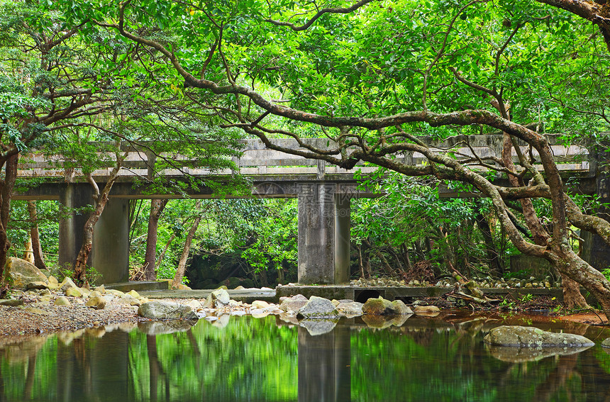 森林桥梁池塘城市公园反射建筑艺术文化植物旅行溪流图片