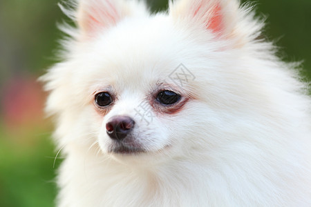 罗马犬舌头小狗白色哺乳动物犬类宠物背景图片