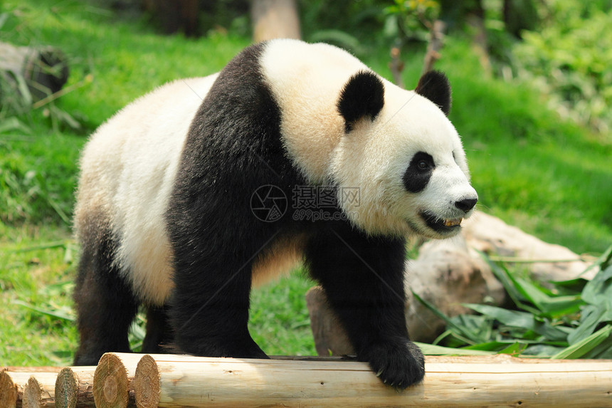 熊猫白色食物动物园黑色濒危竹子图片