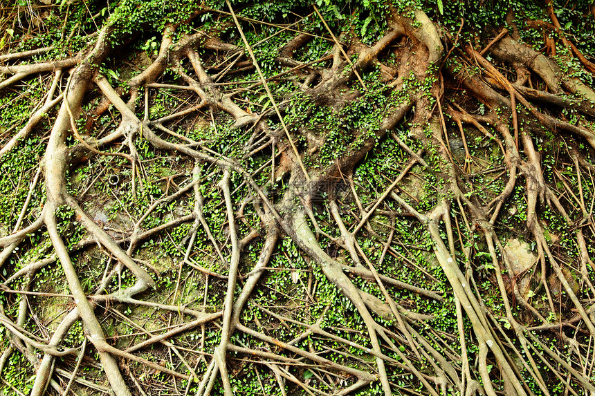 树根土壤环境植物纠纷森林岩石园艺花园网络生态图片