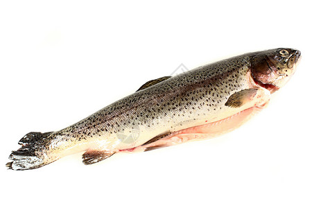 溪鳟鱼特鲁鳟鱼眼睛制品营养青柠养殖鱼头食物淡水居住背景