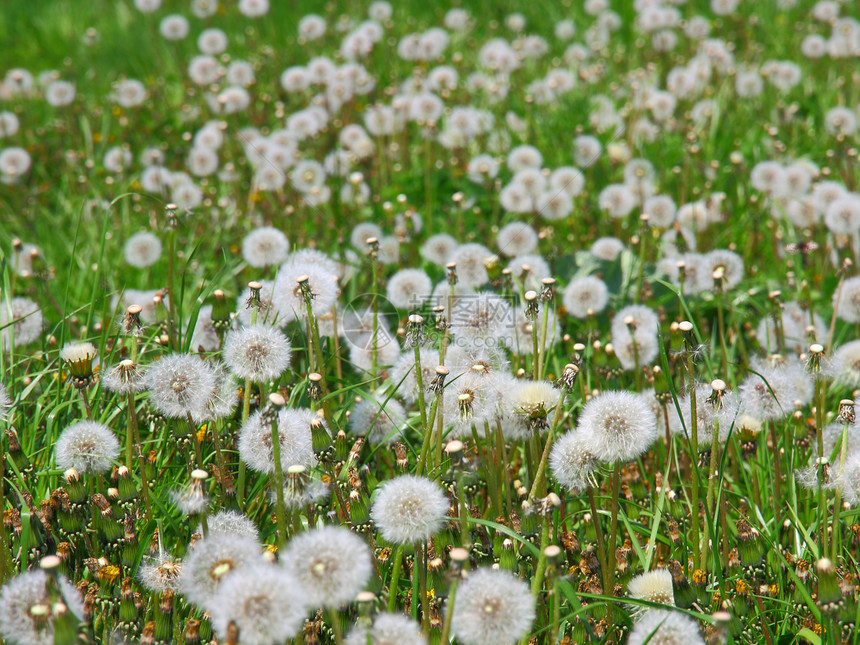 花朵的夏季田地季节云景场地植物群草本植物叶子野花晴天地平线土地图片