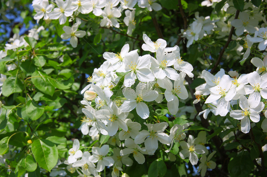 苹果花紧贴 白花水果花序晴天香气植物学样本宏观植物叶子果园图片