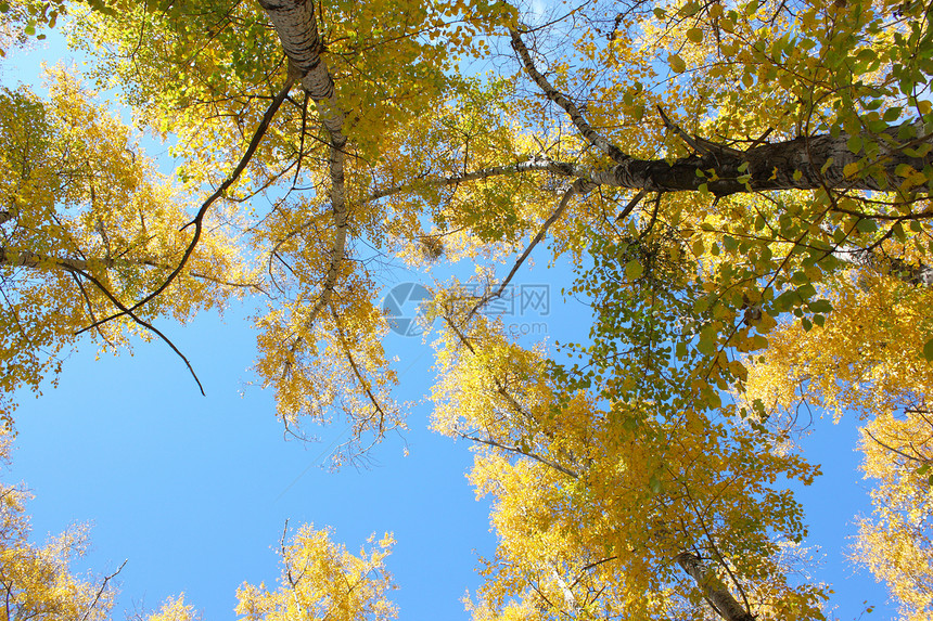 美丽的秋天公园小路环境季节植物群阳光橙子墙纸农村车削图片