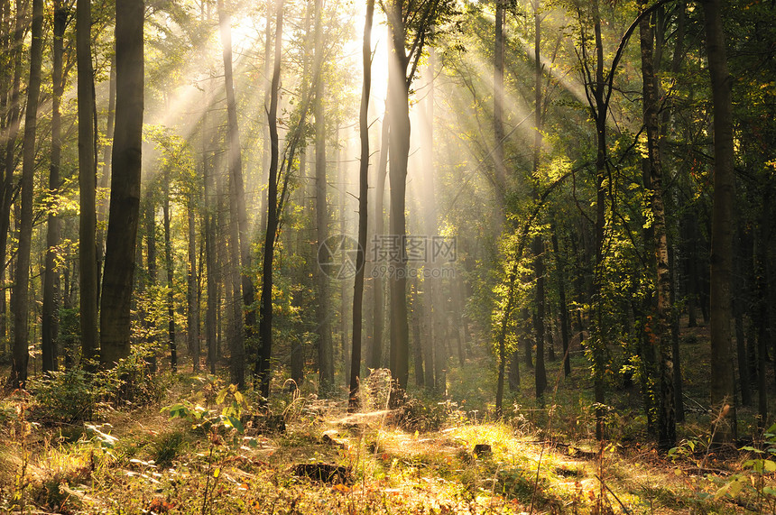 魔法蜂蜜林木头山毛榉太阳树木活力图片