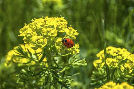 花朵上的Ladybug花园野生动物植物群漏洞季节红色瓢虫昆虫生物学宏观背景