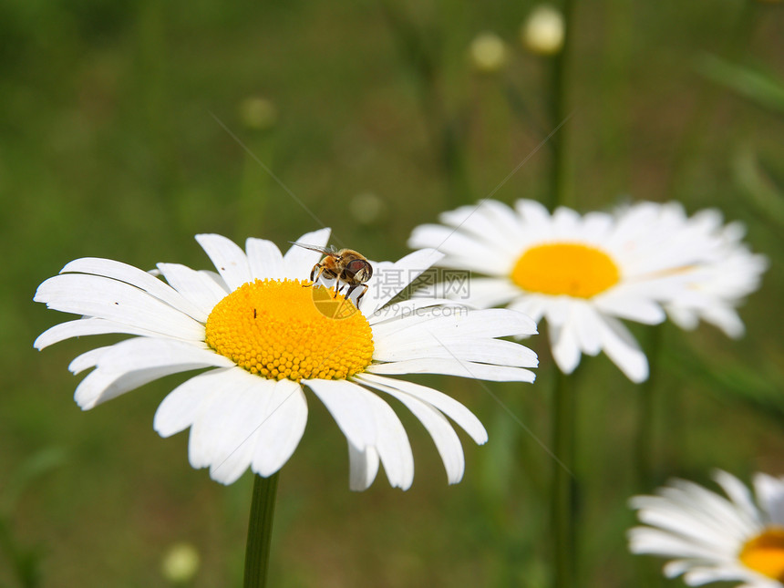 阳光明媚的春天概念 有鲜花和蜜蜂图片