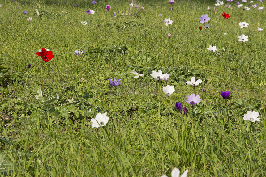 皇家阿内蒙时间脆弱性花粉宏观季节植物学植物绿色花朵草地图片