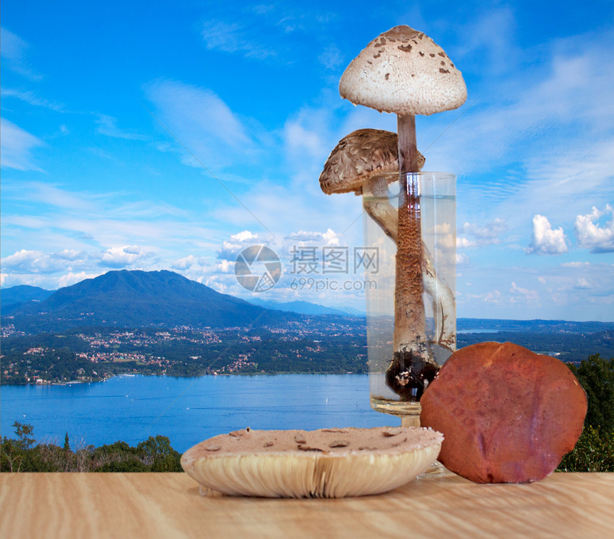 蘑菇菌类季节烹饪食物森林木头蔬菜毒菌团体饮食图片