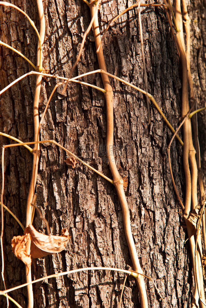 纹理树皮历史森林植物群宏观老化窗饰橡木树干松树木头图片