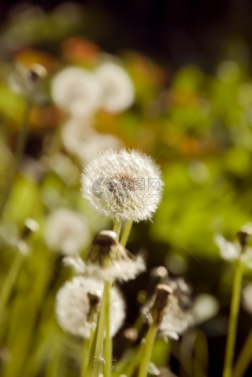 白花层季节黄色阳光种子草地天空花园植物学晴天植物图片