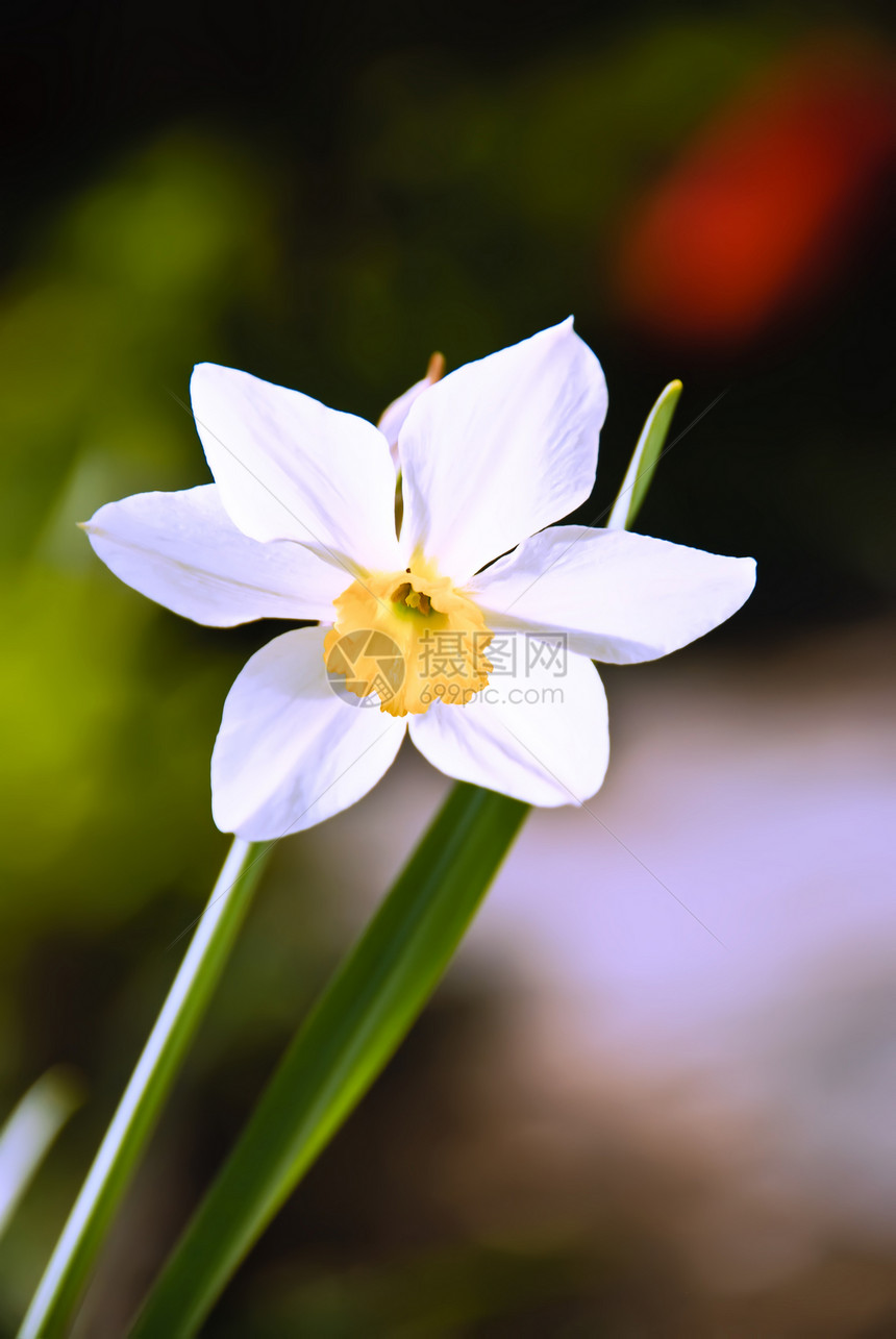 A 自 自闭症花瓣季节水仙生长植物群场地宏观园艺植物水仙花图片