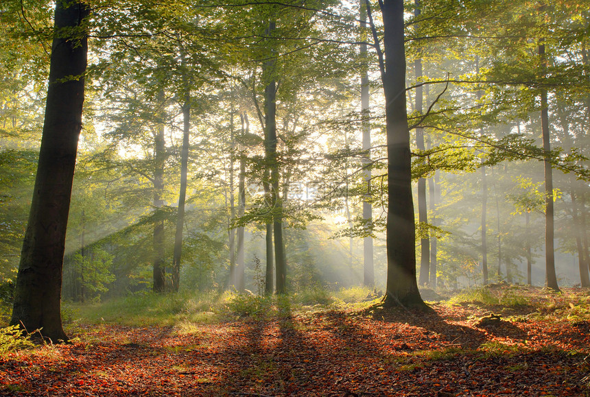 旧的蜂风林森林木头绿色光束叶子横梁太阳树木图片