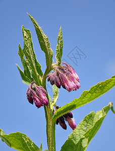 Comfrey 相向离异天空烹饪树叶植物沙拉花朵草本植物叶子草本药品背景图片