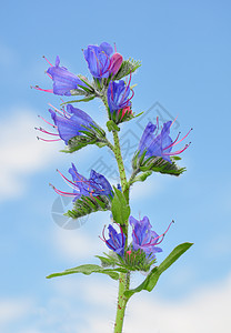 庸俗毒蛇的臭虫粗俗石蓝草花朵紫色天空蓝色植物背景