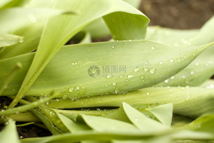 上午露露花园季节树叶飞沫植物花朵静物花瓣图片