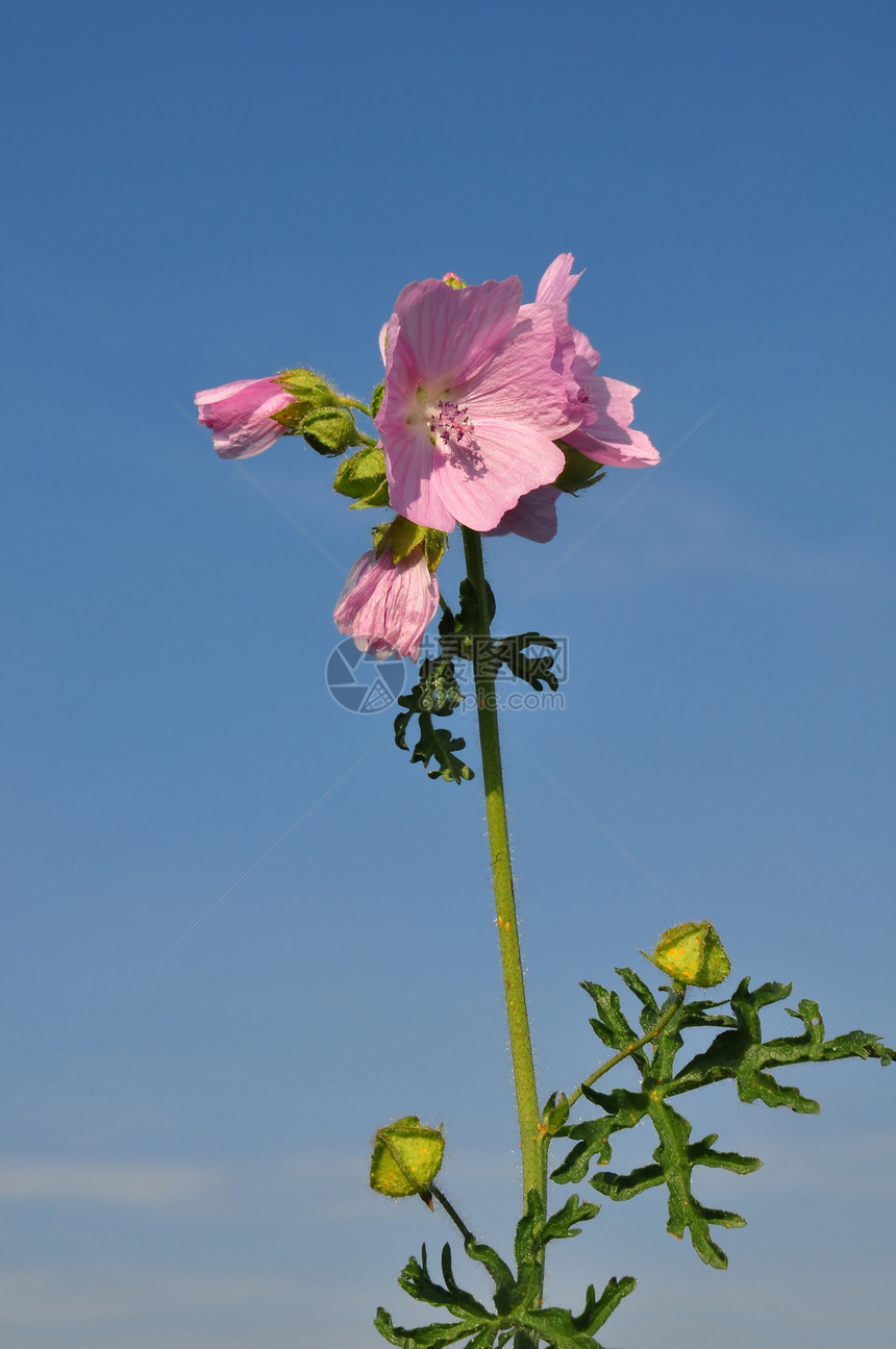 更大的Malva alcea红色草本植物粉色植物群紫色植物图片