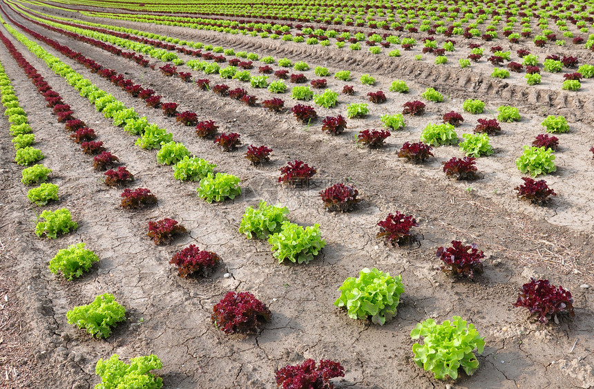 发生字段场地绿色沙拉农场收成土壤蔬菜农业红色乡村图片