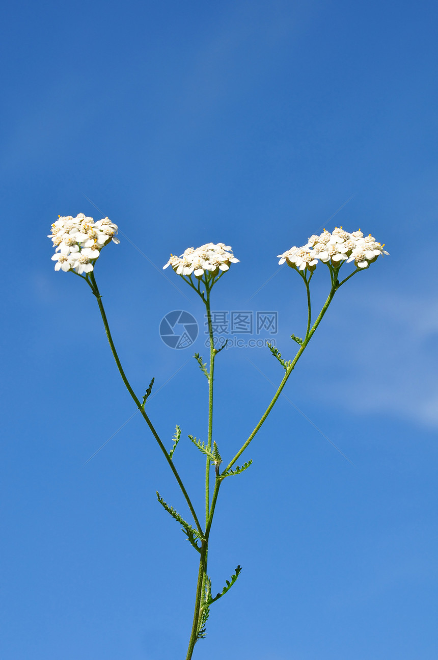 Yarrow亚焦植物学草本植物植物天空药品千叶树叶白色医疗图片