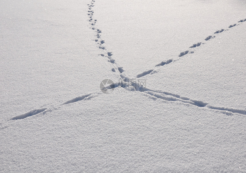 积雪中的踪迹游戏白色粉末水晶打印印刷动物冻结图片