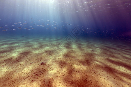 太阳鱼红海的热带水域珊瑚场景蓝色射线情调海景异国盐水植物海葵背景