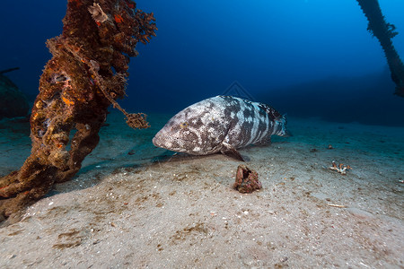 马拉巴尔石斑鱼马拉巴尔将红海热带水域分类潜水天堂盐水太阳场景异国海葵太阳光珊瑚海景背景