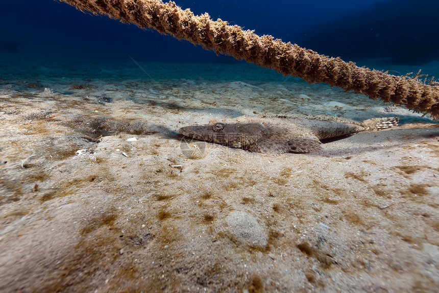 红海热带水域中出现鳄鱼问题潜水海洋蓝色珊瑚盐水天堂太阳光场景海葵植物图片