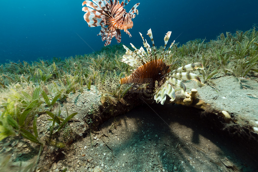 红海热带水域的狮子鱼天堂射线潜水植物珊瑚盐水海景阳光场景海洋图片