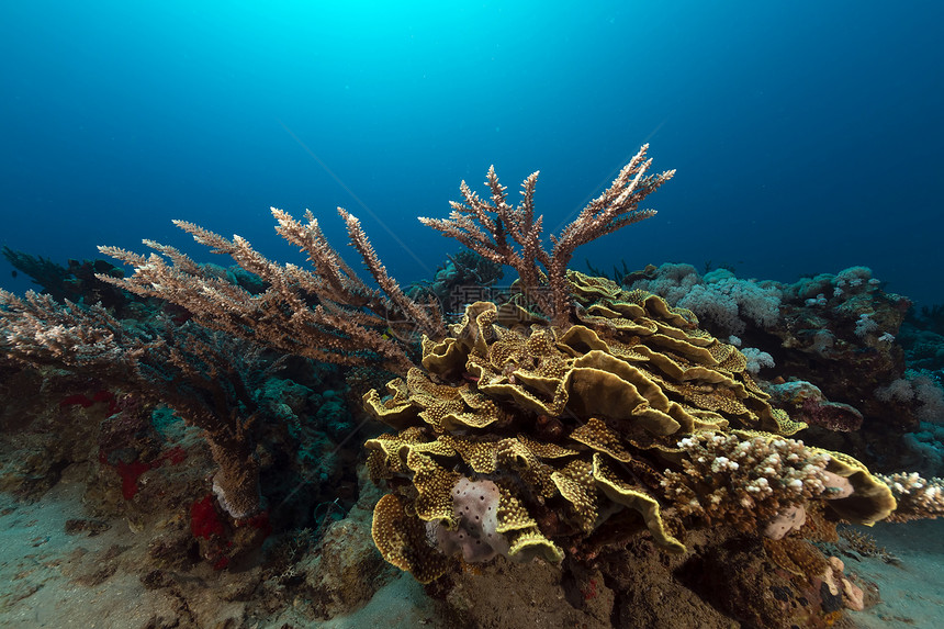 红海的热带水域生活海葵天堂蓝色海景珊瑚情调潜水场景射线图片