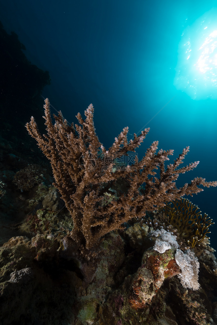 红海的热带水域盐水天堂植物太阳光潜水珊瑚蓝色海景生活情调图片