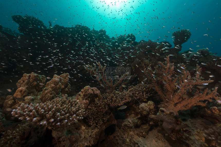 红海热带水域的花生鱼天堂太阳光海葵海洋珊瑚潜水盐水异国生活蓝色图片