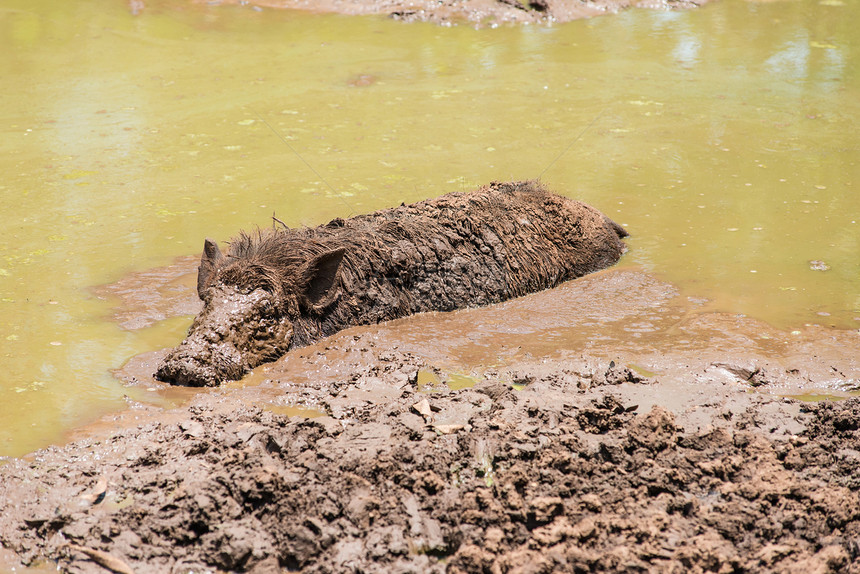 在泥里埋着的大头黑黑野猪哺乳动物男性鼻子公猪头发环境游戏荒野野生动物森林图片