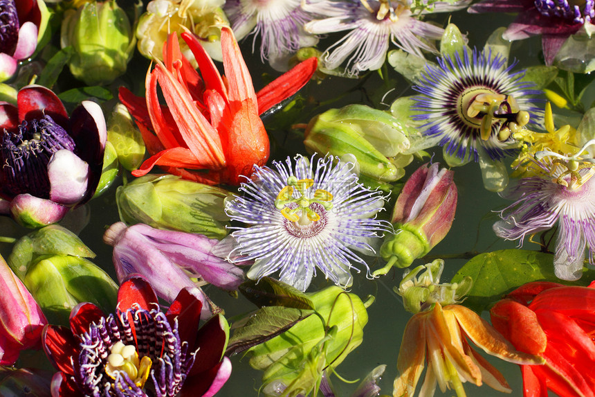 不同颜色的青花 激情花 漂浮在水上花粉异国植物紫色柱头热带藤蔓蓝色花瓣叶子图片