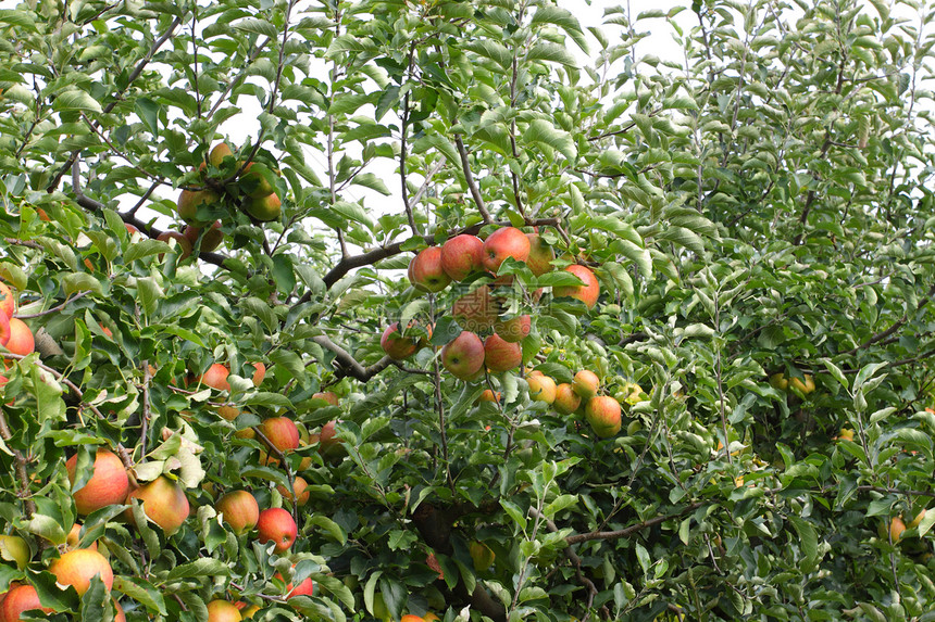 夏季的苹果果园 上面覆满多彩苹果饮食生产收成树叶食物叶子水果园艺生长季节图片