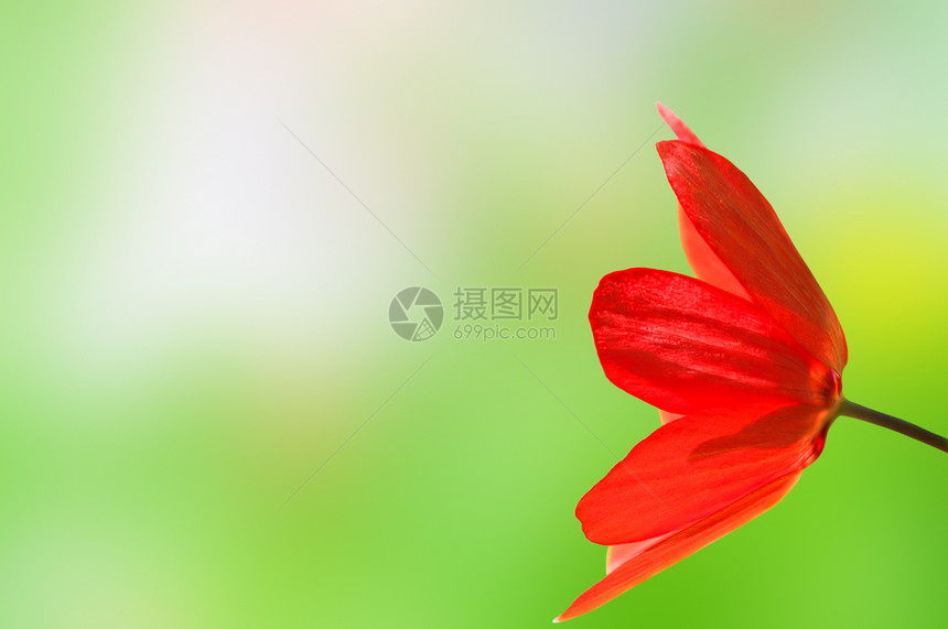 春天布基的红色郁金香图片