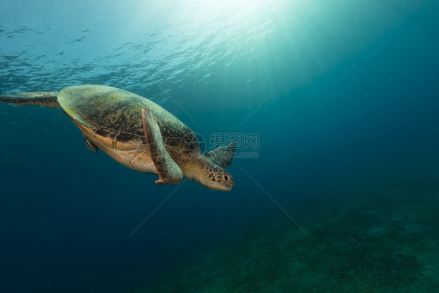 红海的雌绿龟生活天堂海龟场景珊瑚阳光海洋热带植物射线图片