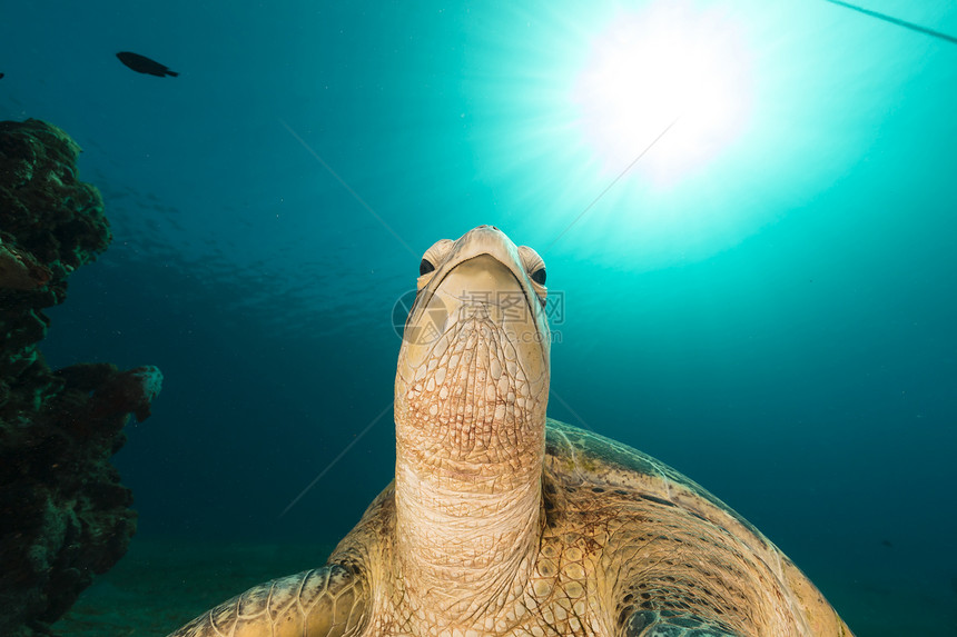 红海的雌绿龟太阳光海龟盐水热带天堂珊瑚阳光异国蓝色情调图片