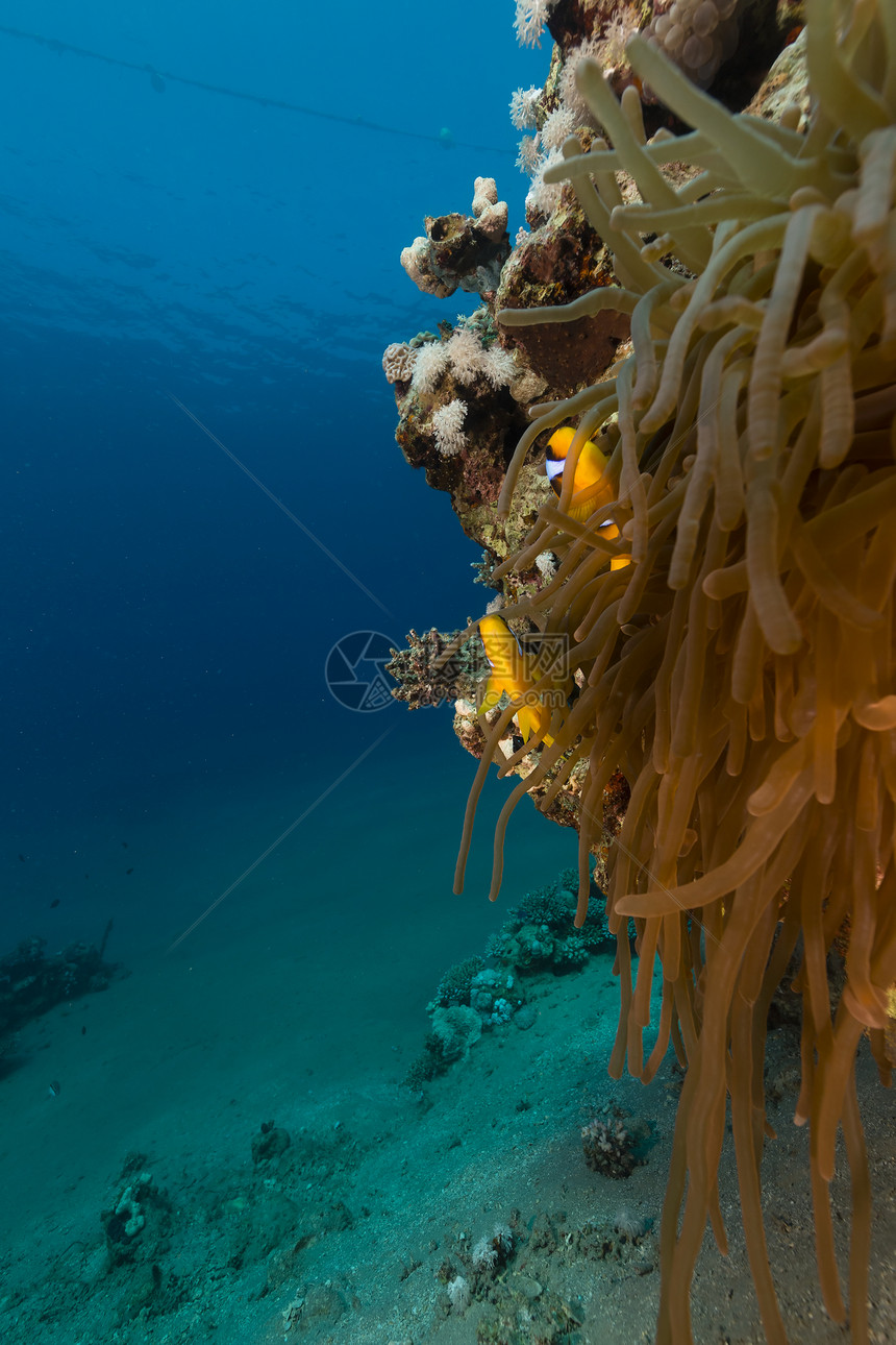 红海热带水域生活阳光太阳光海洋情调盐水海景蓝色射线植物图片