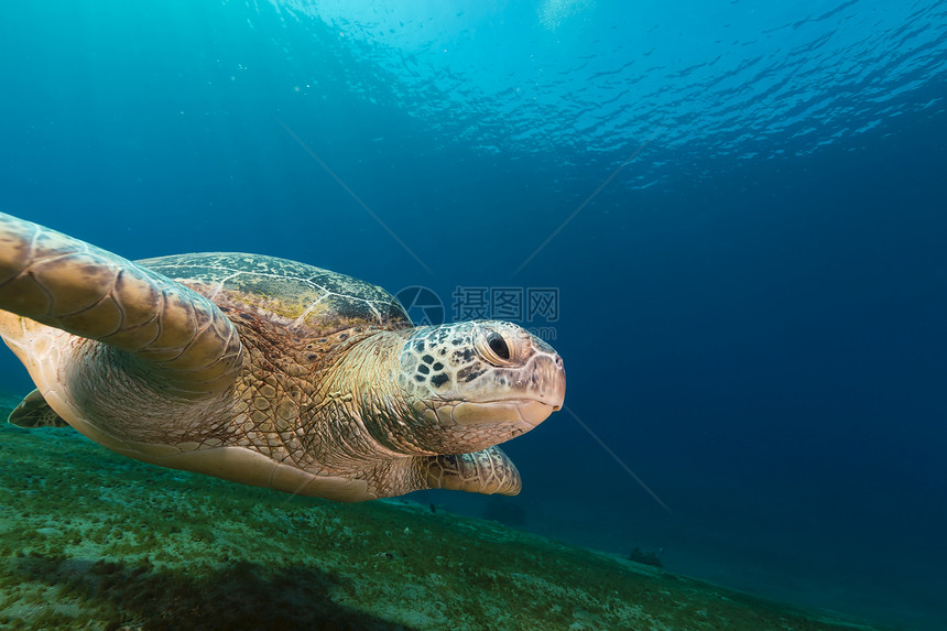 红海的雌绿龟射线珊瑚盐水场景雌性情调海龟热带海洋潜水图片