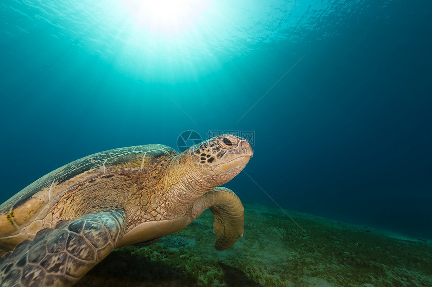 红海的雌绿龟植物射线雌性蓝色盐水海龟潜水海景生活太阳光图片