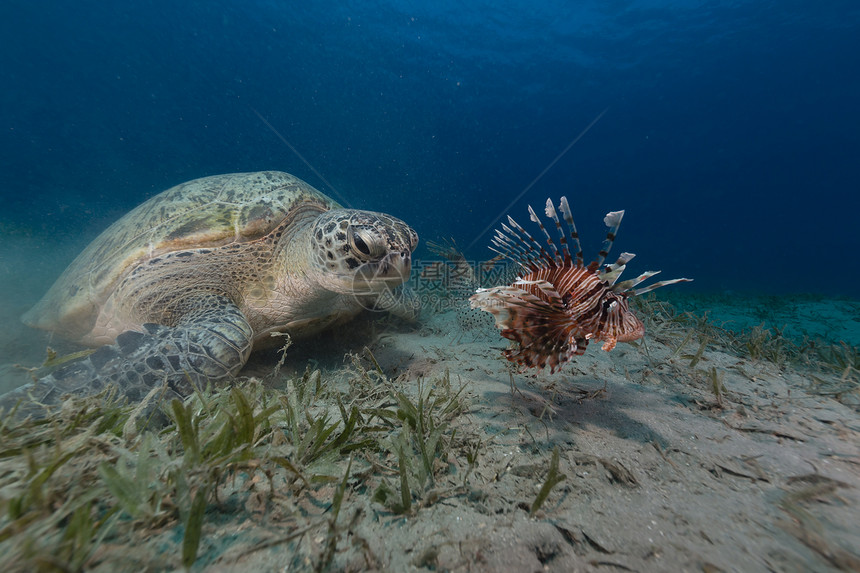 红海的雌绿海龟和狮子鱼太阳光异国太阳海洋珊瑚潜水植物生活阳光热带图片