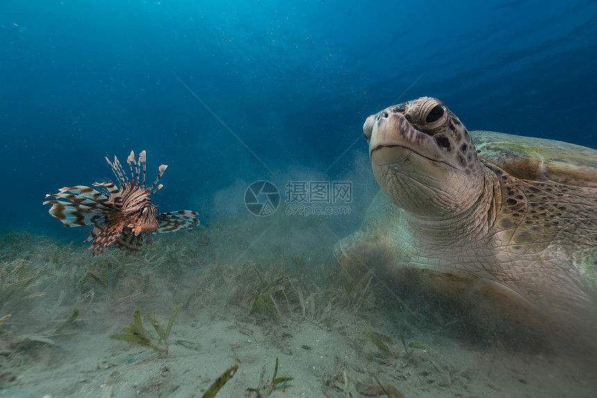红海的雌绿海龟和狮子鱼射线场景盐水异国阳光潜水太阳太阳光植物生活图片