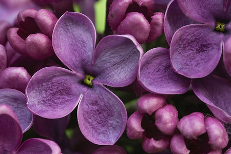 百花花季节花朵环境紫色觉醒淡紫色背景