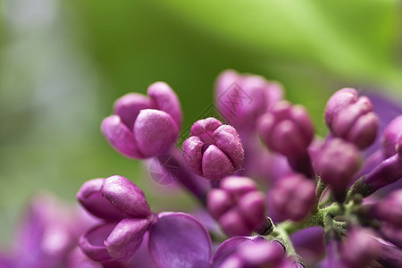 开花花淡紫色环境季节花朵觉醒紫色背景图片