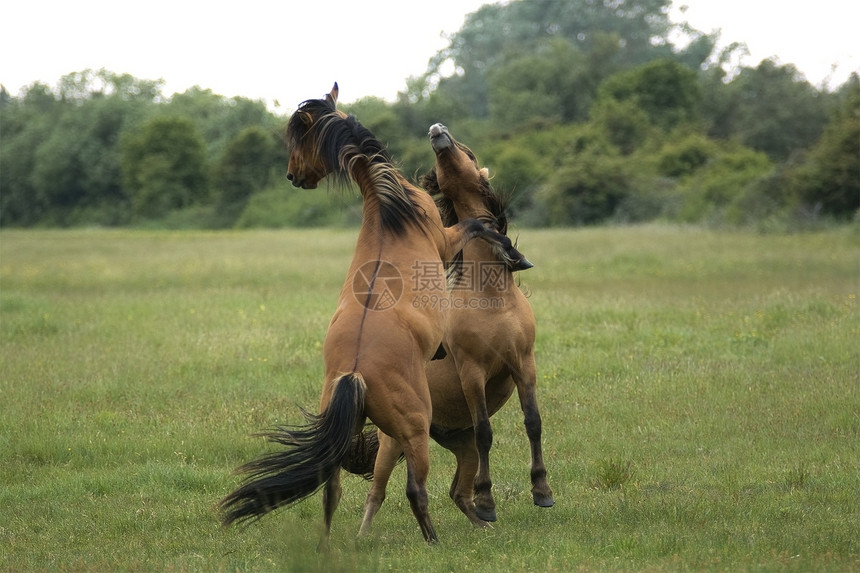 亨森马斗争草地力量牧场骑马休闲图片