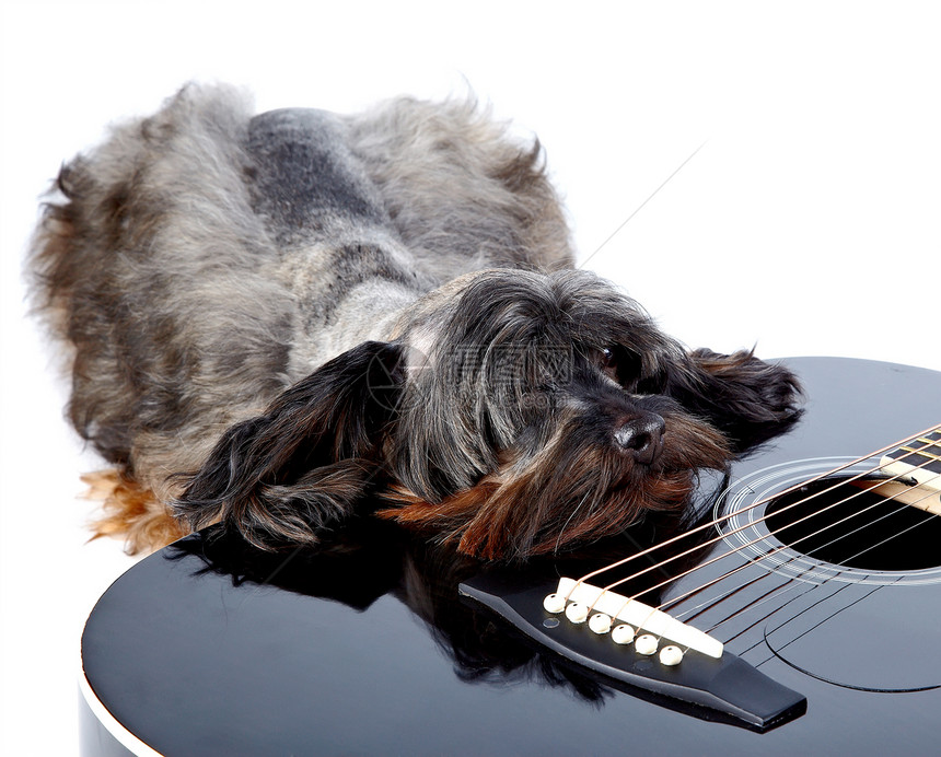 悲伤的狗和吉他脊椎动物犬类爪子音乐爱好指板哺乳动物乐器乐趣民间图片