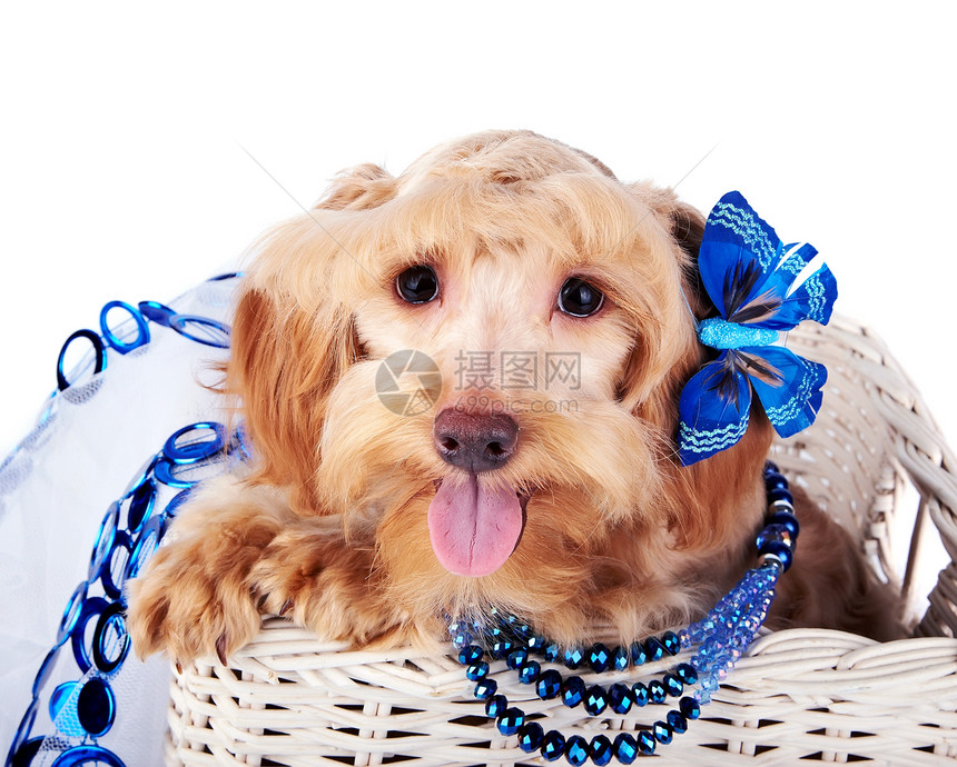白色篮子里装饰蓝装饰的狗幸福贵宾毛皮朋友哺乳动物脊椎动物兰花友谊褐色小狗图片